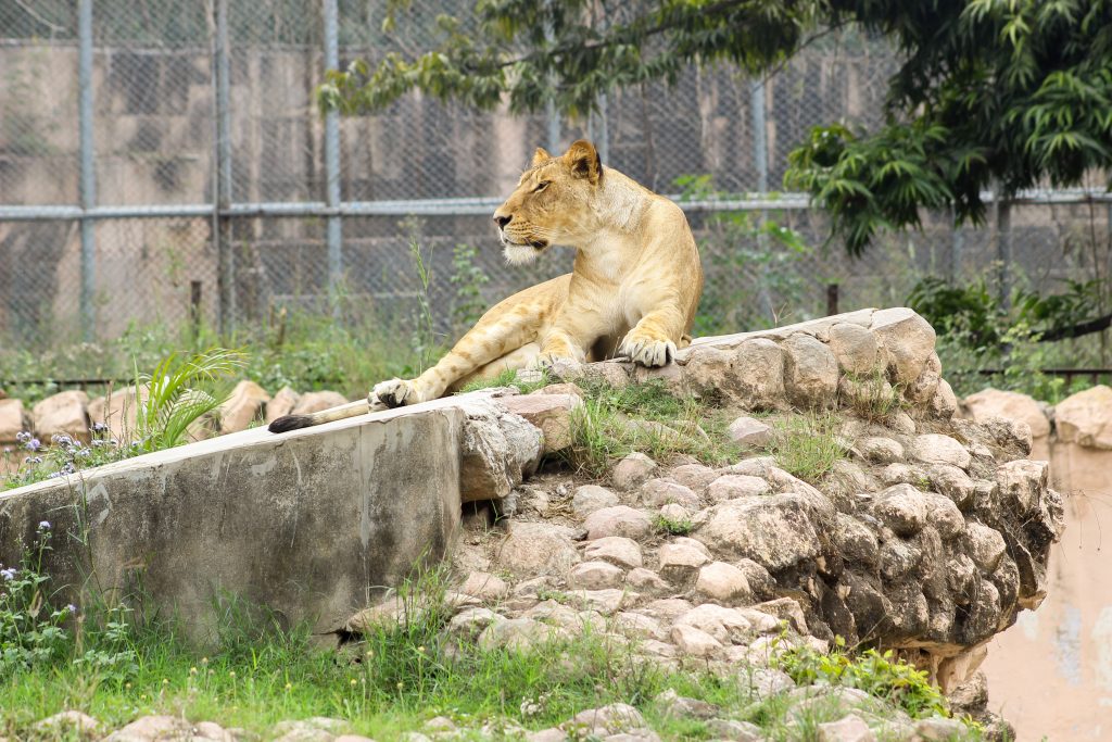 A lion in Denver Zoo habitat is in one of the places in Denver that will take your breath away