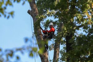 smart tree trimming services