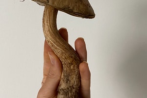 A hand holding a dried shroom